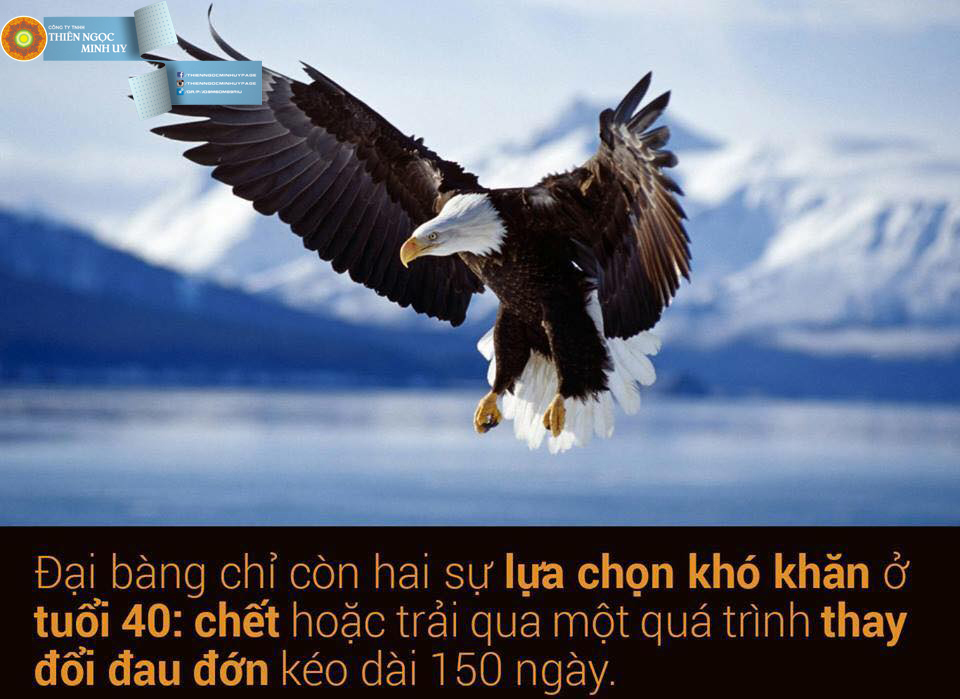 CHIM ĐẠI BÀNG VÀ 7 BÀI HỌC XƯƠNG MÁU